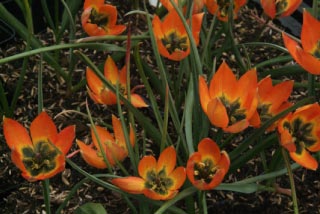 Tulipa hageri  bestellen